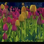 29 																																																																												Tulip Garden at Beardslee Castle												Carrie Kashuba													Herkimer