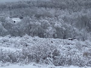 45 																																																											Winter in Upstate New York	Cynthia Werczynski		Herkimer