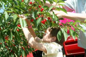 1 Varick Winery Cherry Picking