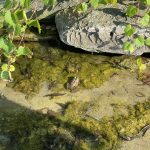 20 																																																																							Frog Blended into his Home									Olivia Kamlet												Oswego
