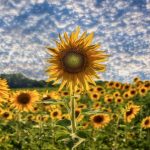 28 																																																																																											
Hidden Sunflower Field																																									Susan Campbell																												Oneida