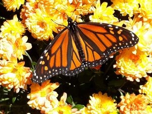 67Fall butterflyLeonora HAZLEWOOD Oneida County
