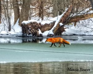 139 Gone ice Fishin'Marcia Bower Onondaga County