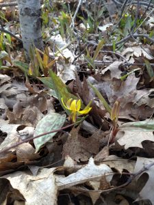 25Trout Lilies near Varna Sara Catterall Tompkins County