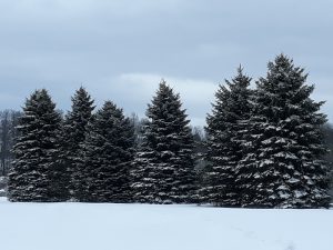 90 Winter PinesLeonora HAZLEWOOD Ontario County