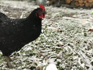146Gucci the Hen’s First SnowEvangeline Walters Cortland County