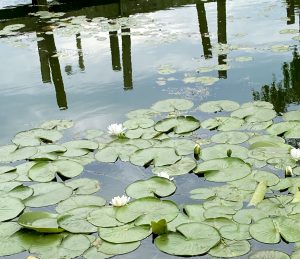 5 											Lily Pads at the Dock	Janet Polech	Onondaga