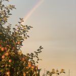 4 																														Rainbow and Apples	Caleb Haines	Onondaga