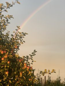4 																														Rainbow and Apples	Caleb Haines	Onondaga