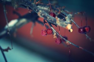102 Winter Berries Beth McAllister Onondaga County