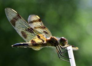 53Dragonfly Michael Nanton Onondaga County