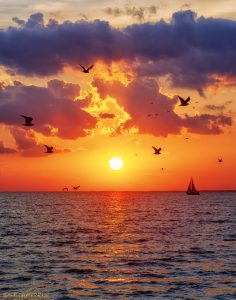 29Seagulls/ Sailboat/ SunsetSusan Campbell Oneida County