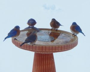 11Bluebirds Return EarlyMarshall Handfield Wayne  County