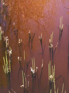 83Horsetail (also known as Scouring Rush) in Spring Pond James Kennedy  Onondaga County