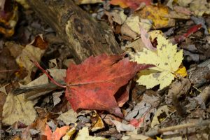 50 Fall Walk in Baltimore WoodsLinda Chapman Onondaga County