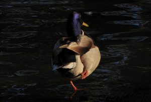 60 																																															Duck YogaKevin MorrowOnondaga