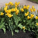 38 																																																																															Beautiful Yellow Tulips															Monica Antone																Madison