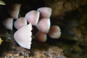 18Spring mushrooms Bruce Perez  Oneida County
