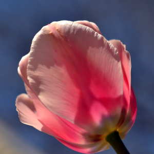 42 					A Pink Tulip With A Blue SkyPatrick VarleyOnondaga