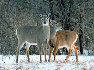 129 Deer in WinterJennifer Peiffer Seneca County