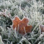 12 																																																			Frozen Leaf	Christy Knapp	Herkimer