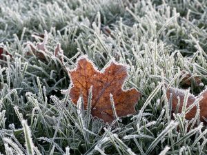 12 																																																			Frozen Leaf	Christy Knapp	Herkimer