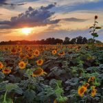 31 																																																																																											
King Ferry Sunflower Sunset																																										Michael Brown																													Cayuga