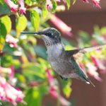 52 																																																																																											
Hummingbird																																																			Ann Oliver																																						Onondaga