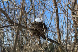 105 Frosty Birds NestMadison Siriano Oneida County