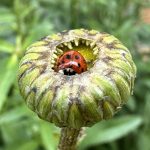 18 																																																																																											Ladybug																																						Sarad Tamang																									Onondaga