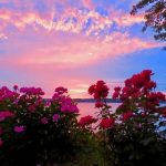 1 																																																																																					Summer Blooms on Owasco Lake																												Todd Tanner																			Cayuga