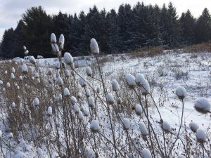 10	Winter's MarshmallowsEmily Buchanan Onondaga