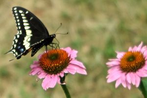 98A Swallowtail Moment Judy CookOnondaga County