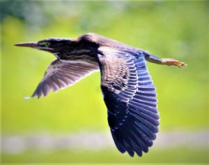25Green Heron in FlightDavid Phelps Schuyler County