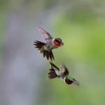 19 																																																																																											Hummingbird Battle																																						Casey Pierce																									Otsego