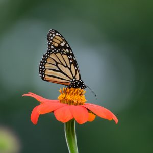 40 																							Monarch on Mexican SunflowerMeg SchaderOnondaga