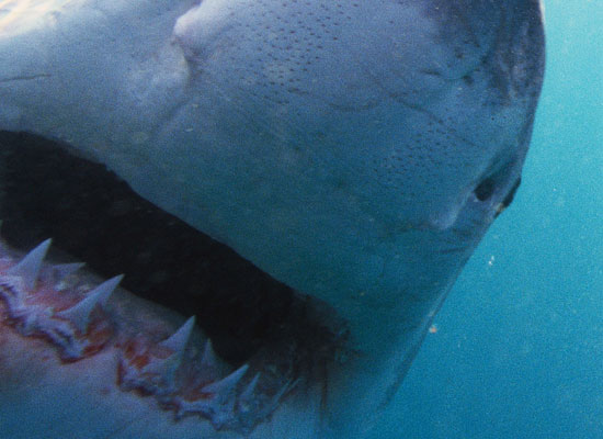 News-nova-sharksjpg