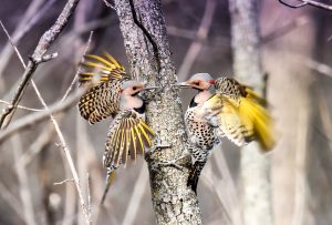 36 				2 Male Northern Flickers Fighting for Spring Territory			Leslie Kraus	Cayuga