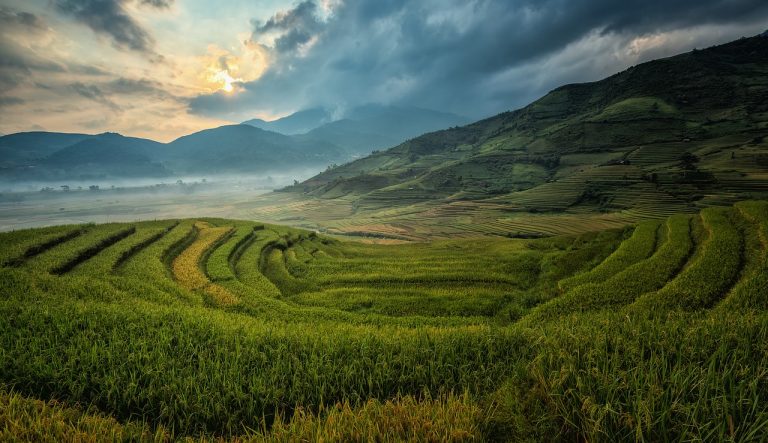 Patchwork Fields