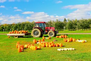 59Pumpkin Harvest Jennifer Peiffer  Onondaga County