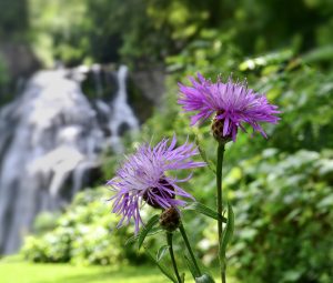 68Wildflowers and WaterfallsPatrick Varley Madison County