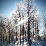23 																																																							Sparkling Tree on a Cold Winters DayLisa LynchHerkimer