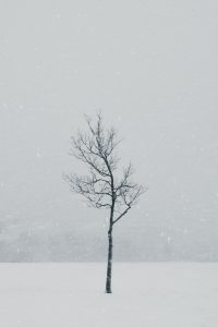 103 Snow Tree Sayge Hill Onondaga County