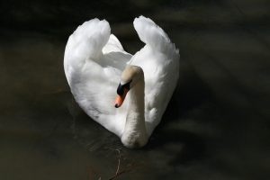 Swan