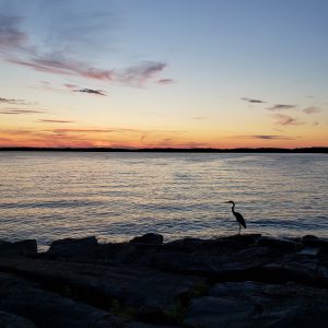 23Blue Heron Enjoying SunsetTom Seketa Jefferson County