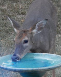 25Birdbath/Deer Drinking Fountain Marshall Handfield Wayne County