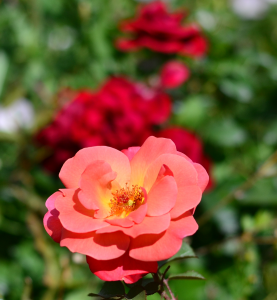 48 																											Thornden Park Roses on a Summer DayPatrick VarleyOnondaga