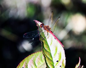 21 Dragonfly Herm Card Onondaga County