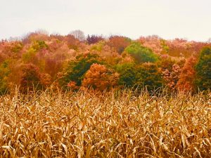46A cornfield of colorsSusan Jones Oneida County