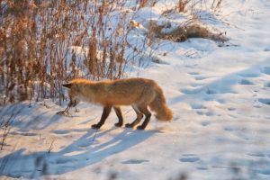 11	Fox in the winter morning sunlightLinda Mackowiak Madison